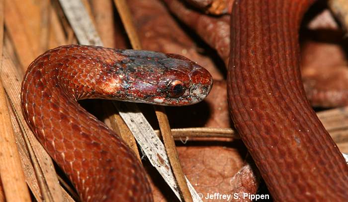 Red-bellied Snake (Storeria occipitomaculata)