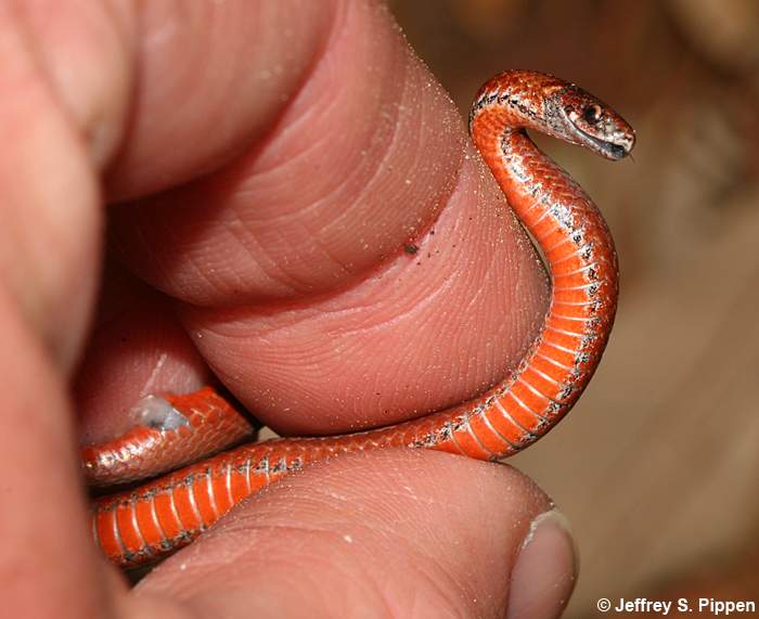 Red-bellied Snake (Storeria occipitomaculata)