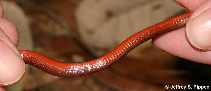 Red-bellied Snake (Storeria occipitomaculata)