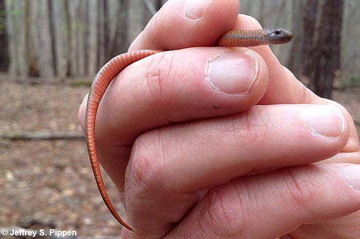 Red-bellied Snake (Storeria occipitomaculata)