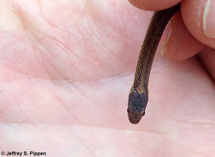 Red-bellied Snake (Storeria occipitomaculata)