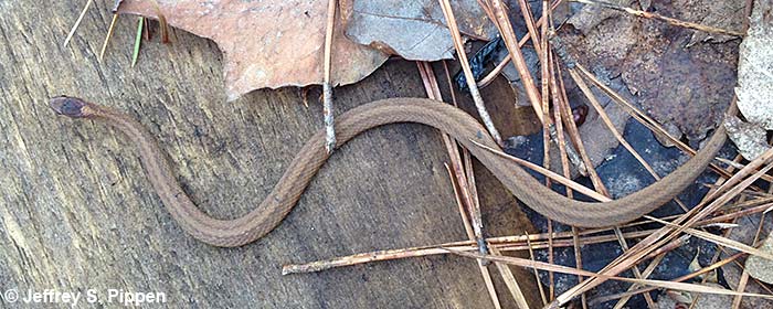 Red-bellied Snake (Storeria occipitomaculata)