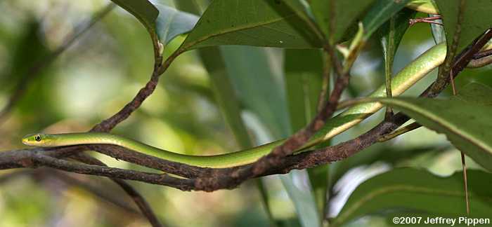 Rough Green Snake (Opheodrys aestivus)