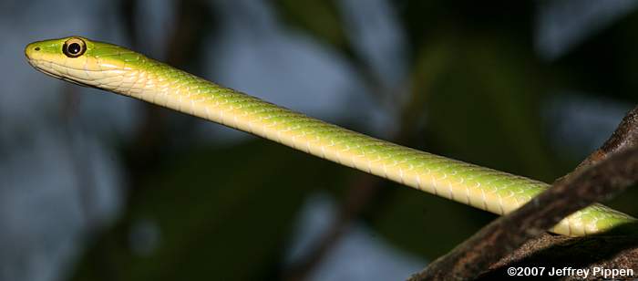 Rough Green Snake (Opheodrys aestivus)