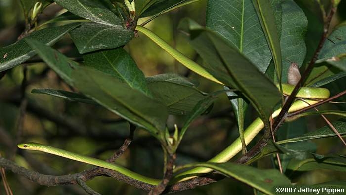 Rough Green Snake (Opheodrys aestivus)