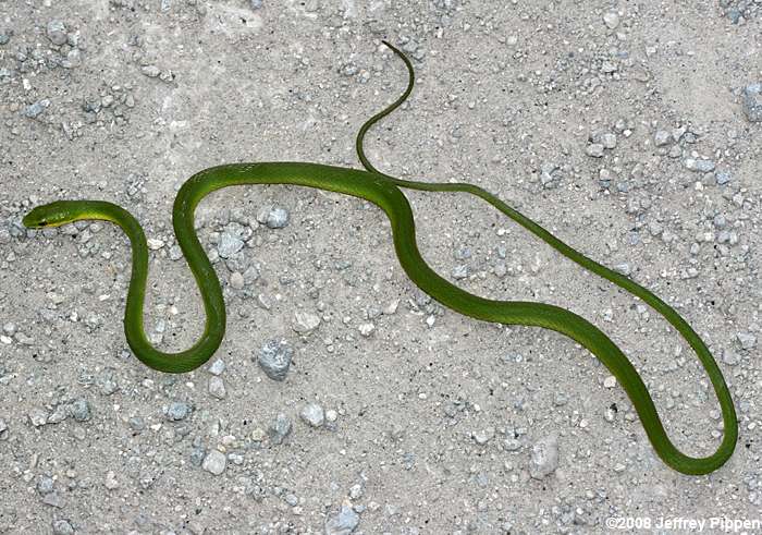 Rough Green Snake (Opheodrys aestivus)