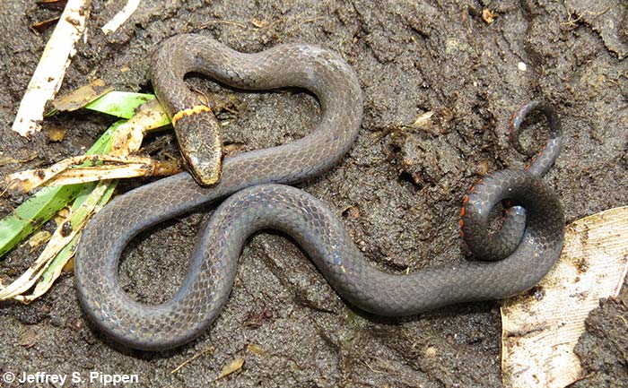 Southern Ring-necked Snake (Diadophis punctatus)