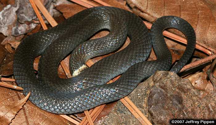 Ringneck Snake (Diadophis punctatus)