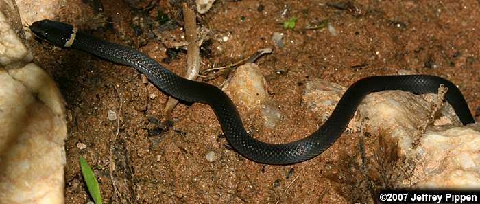 Ringneck Snake (Diadophis punctatus)