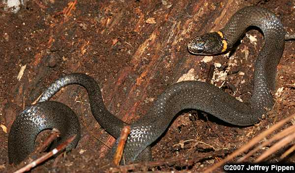 Ringneck Snake (Diadophis punctatus)