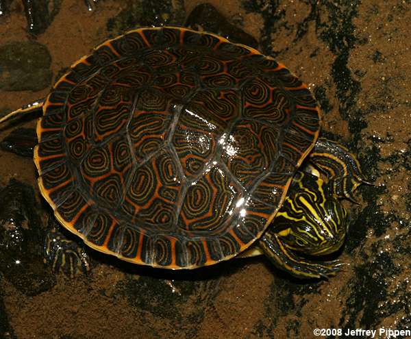 River Cooter (Pseudemys concinna)