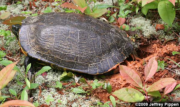 River Cooter (Pseudemys concinna)