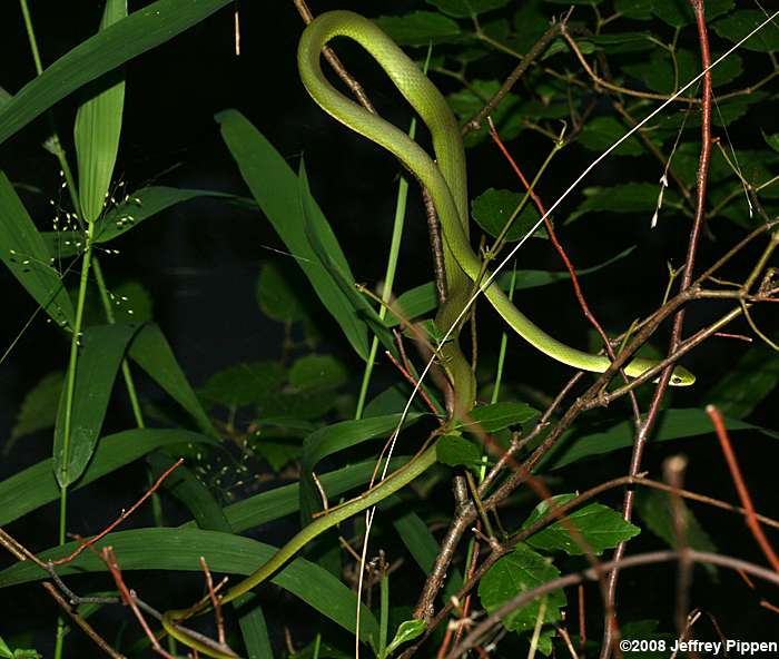Rough Green Snake (Opheodrys aestivus)