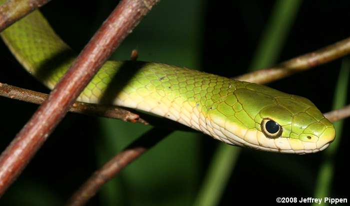 Rough Green Snake (Opheodrys aestivus)