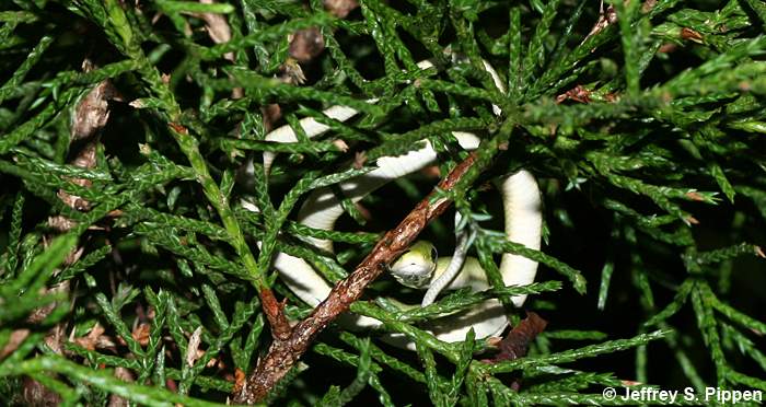 Rough Green Snake (Opheodrys aestivus)