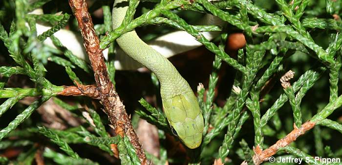 Rough Green Snake (Opheodrys aestivus)