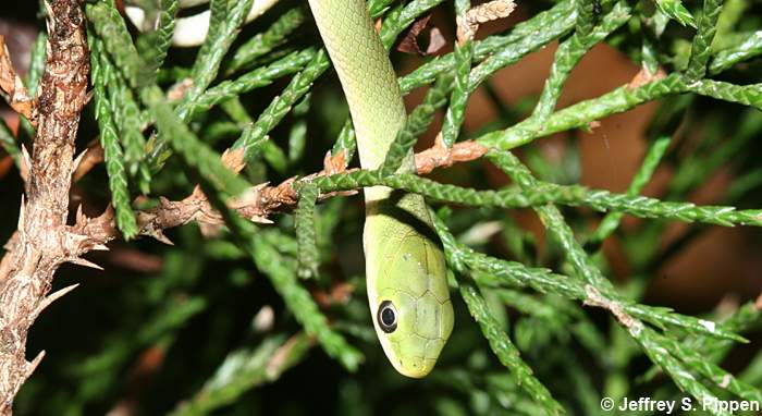 Rough Green Snake (Opheodrys aestivus)