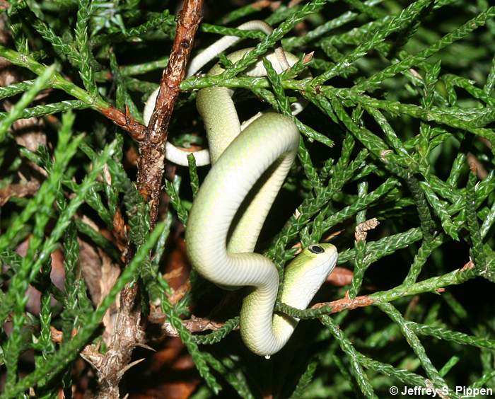 Rough Green Snake (Opheodrys aestivus)