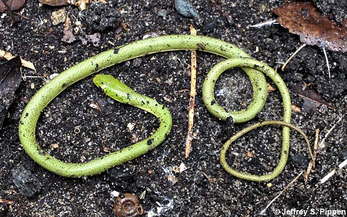 Rough Green Snake (Opheodrys aestivus)