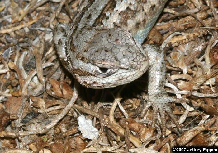 Sagebrush Lizard (Sceloporus graciosus)