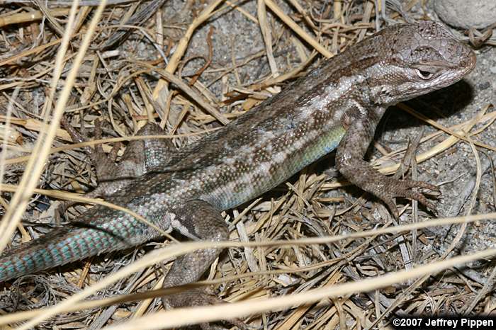 Sagebrush Lizard (Sceloporus graciosus)