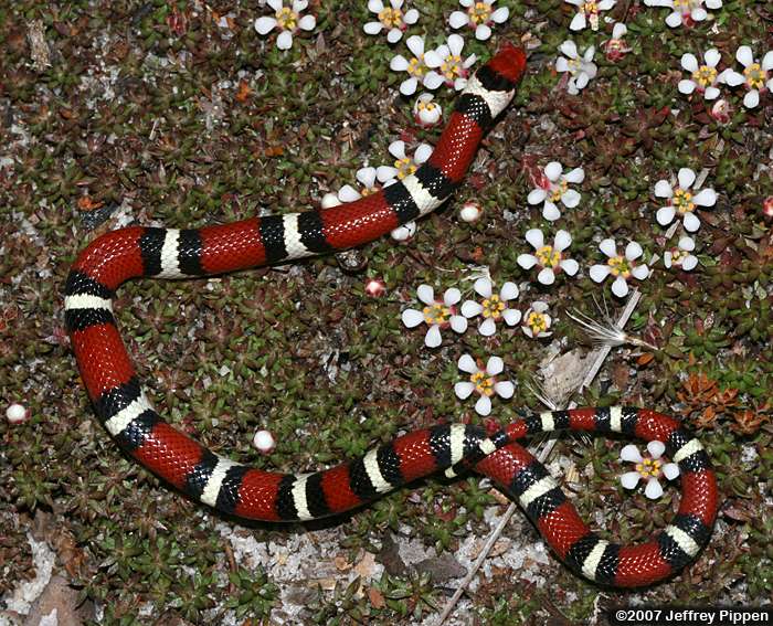 Scarlet Kingsnake (Lampropeltis triangulum elapsoides)