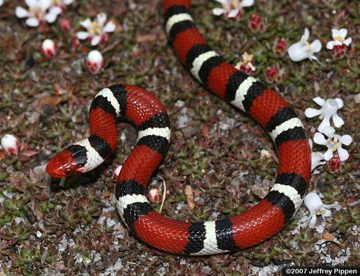 Scarlet Kingsnake (Lampropeltis triangulum elapsoides)