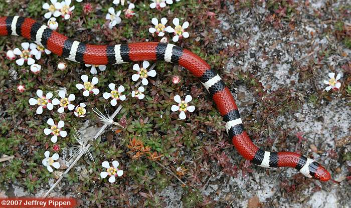 Scarlet Kingsnake (Lampropeltis triangulum elapsoides)