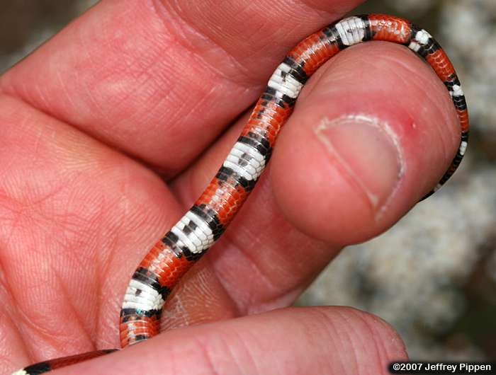 Scarlet Kingsnake (Lampropeltis triangulum elapsoides)