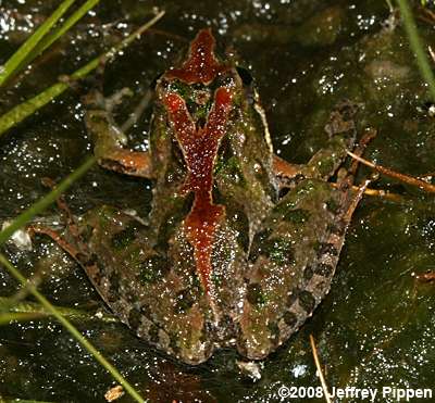 Southern Cricket Frog (Acris gryllus gryllus)