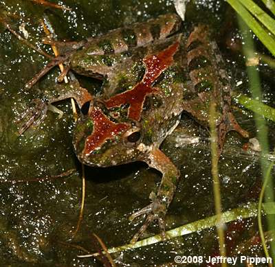 Southern Cricket Frog (Acris gryllus gryllus)