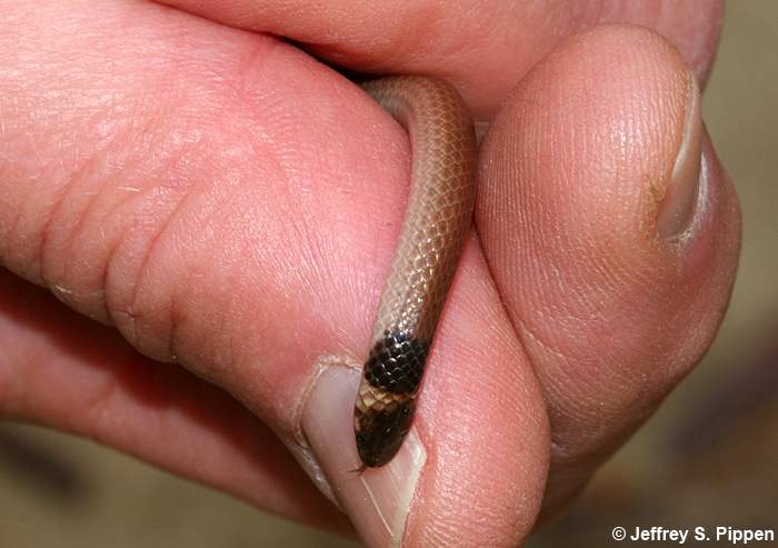 Southeastern Crowned Snake (Tantilla coronata)