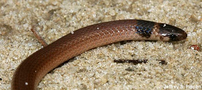 Southeastern Crowned Snake (Tantilla coronata)