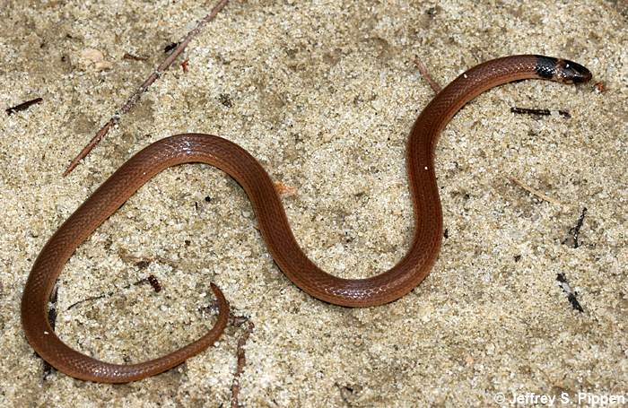 Southeastern Crowned Snake (Tantilla coronata)