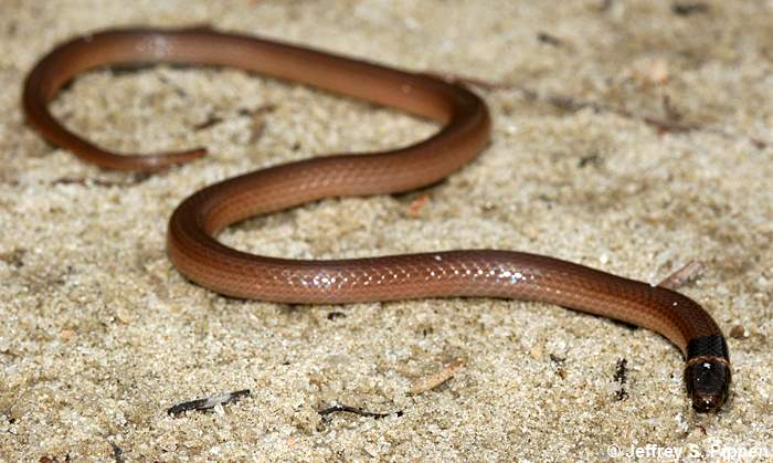 Southeastern Crowned Snake (Tantilla coronata)