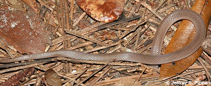 Southeastern Crowned Snake (Tantilla coronata)