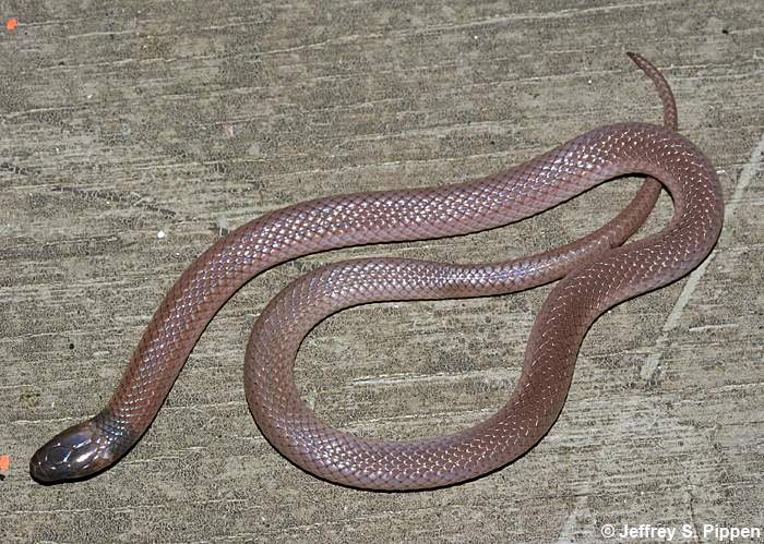 Southeastern Crowned Snake (Tantilla coronata)