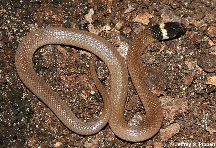 Southeastern Crowned Snake (Tantilla coronata)