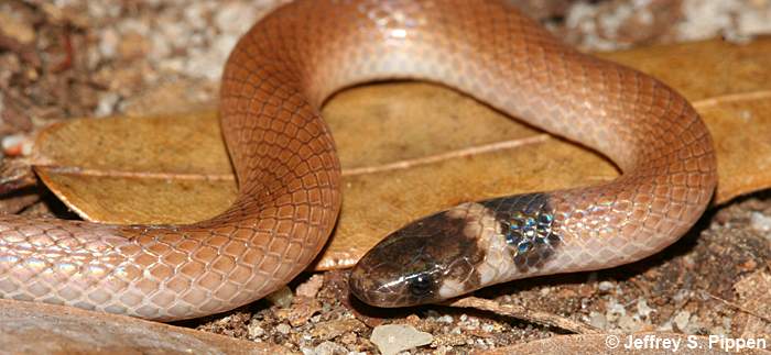 Southeastern Crowned Snake (Tantilla coronata)