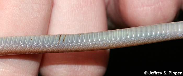 Southeastern Crowned Snake (Tantilla coronata)