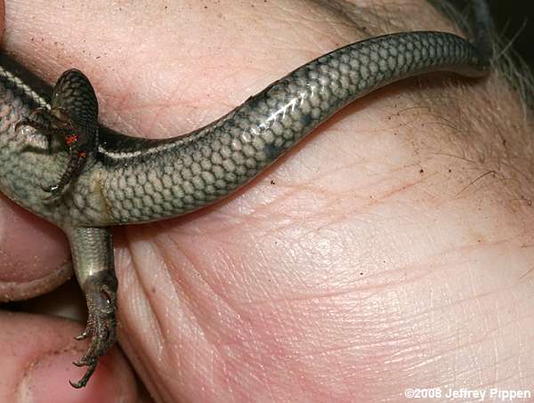 Southeastern Five-lined Skink (Eumeces inexpectatus)