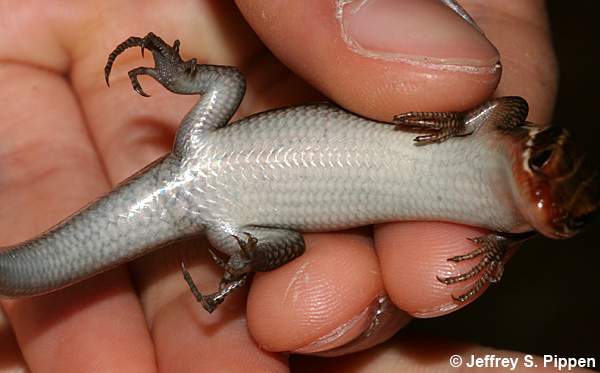 Southeastern Five-lined Skink (Eumeces inexpectatus)