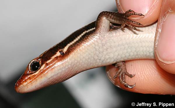 Southeastern Five-lined Skink (Eumeces inexpectatus)