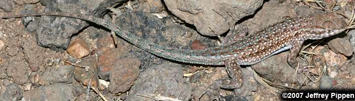 Side-blotched Lizard (Uta stansburiana)