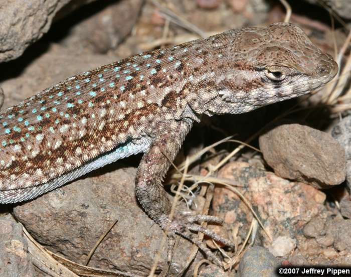 Side-blotched Lizard (Uta stansburiana)
