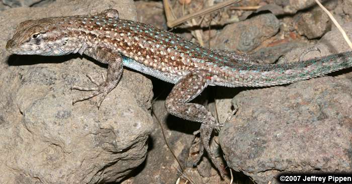 Side-blotched Lizard (Uta stansburiana)