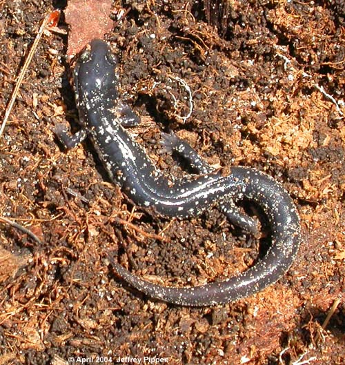 Atlantic Coast Slimy Salamander (Plethodon chlorobryonis)