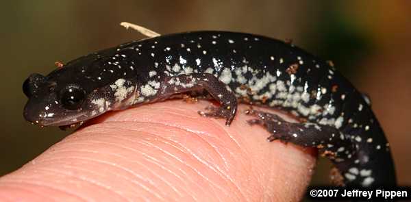 Atlantic Coast Slimy Salamander (Plethodon chlorobryonis)