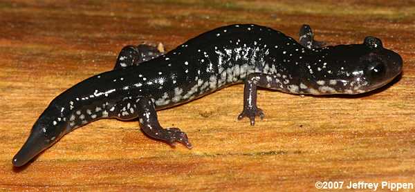 Atlantic Coast Slimy Salamander (Plethodon chlorobryonis)