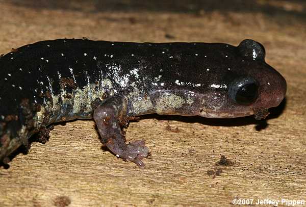Atlantic Coast Slimy Salamander (Plethodon chlorobryonis)